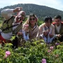 Uluslararası Isparta Gül Festivali gül hasadıyla renk kazandı